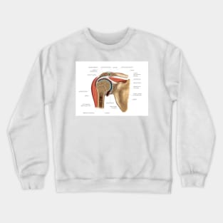 Shoulder joint, artwork (C021/1199) Crewneck Sweatshirt